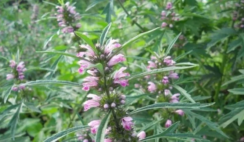 益母草种子适应性强新种子发芽率高可货到付款