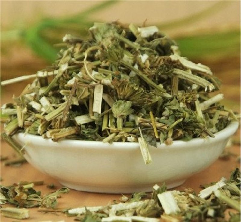 益母草种子适应性强新种子发芽率高可货到付款