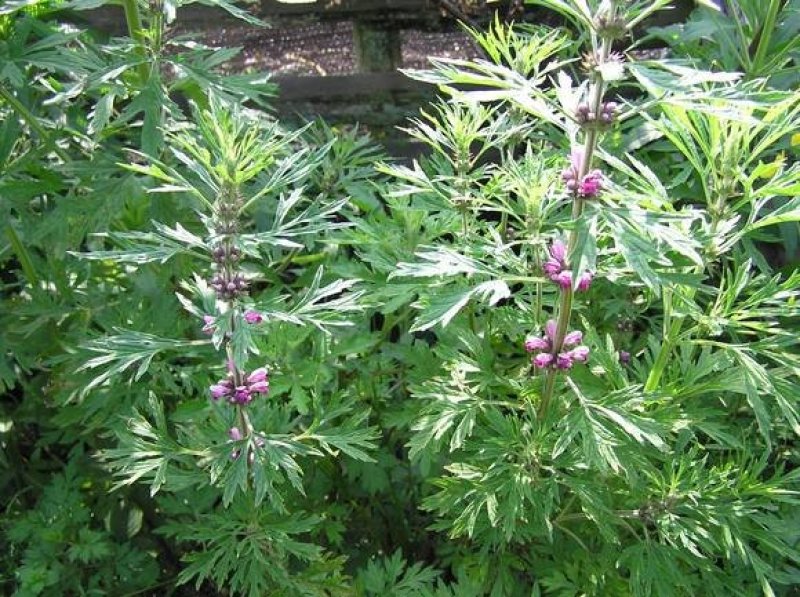 益母草种子适应性强新种子发芽率高可货到付款