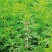 益母草种子适应性强新种子发芽率高可货到付款
