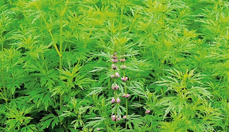 益母草种子适应性强新种子发芽率高可货到付款