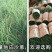 蔬菜，鲜沙葱，来自内蒙古大草原的馈赠
