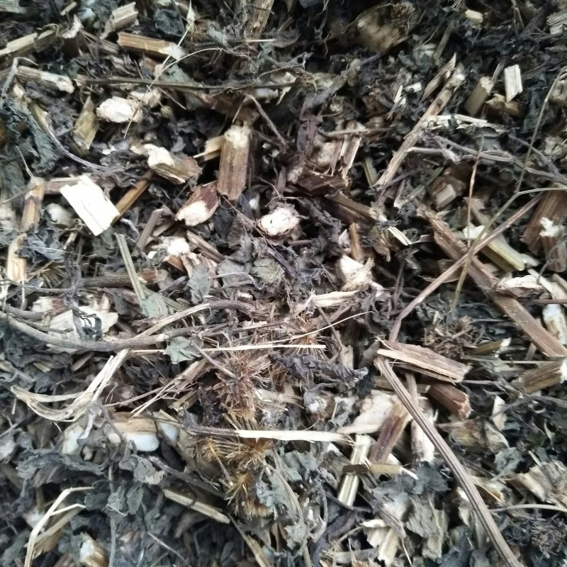 野生鬼针草干货无霉无虫