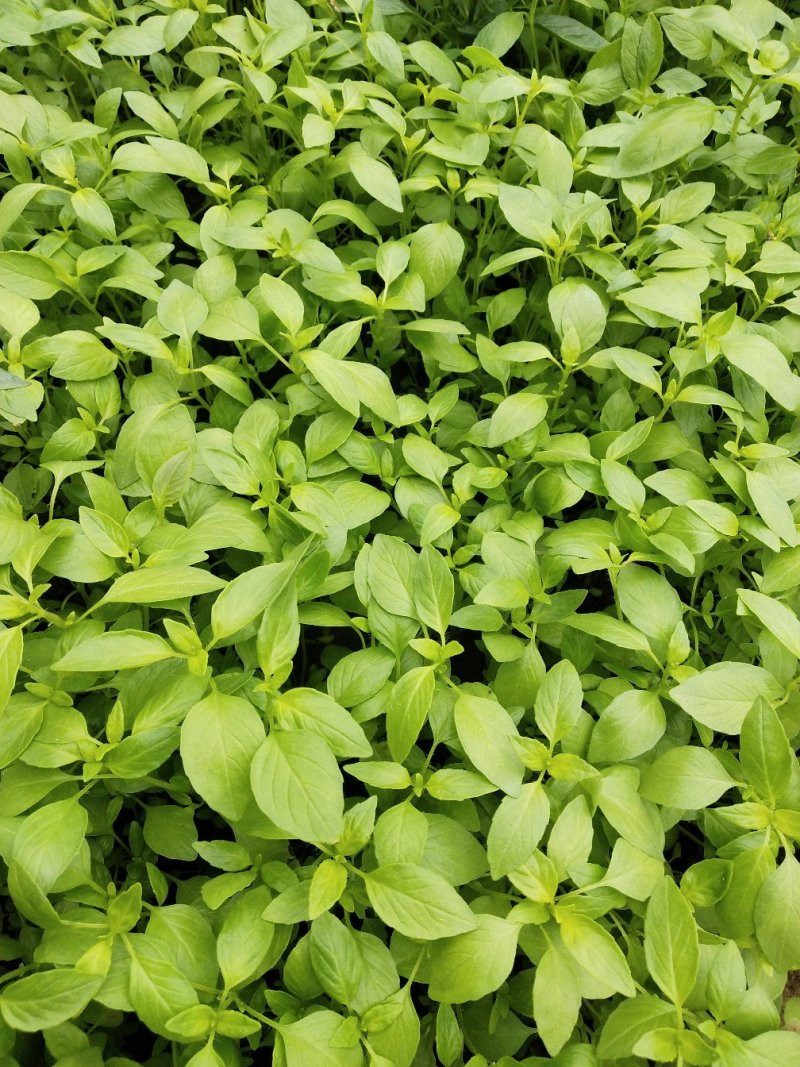 叶菜类，大叶荆菜，叶色鲜美嫩绿，叶片肥厚而实，味到浓香