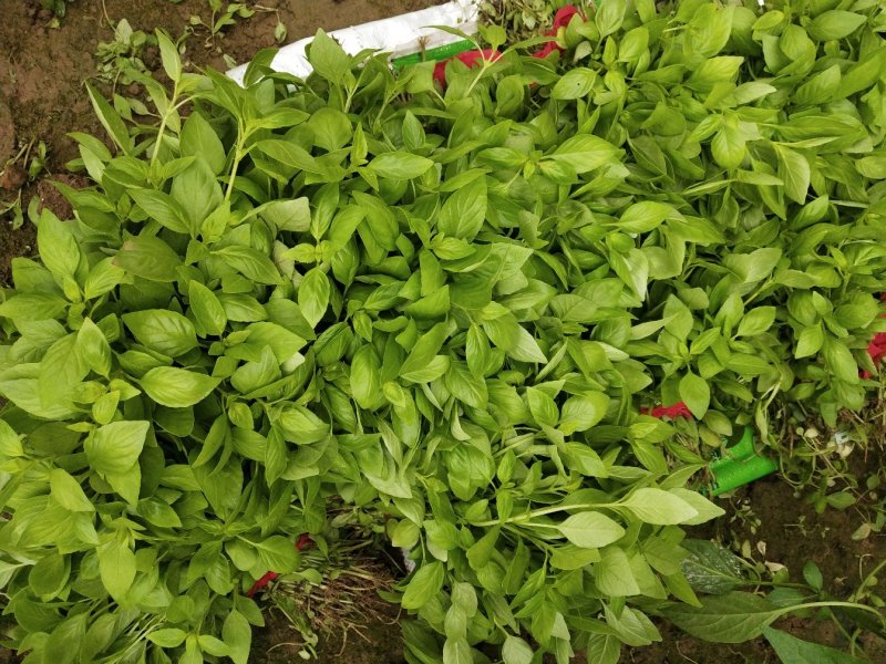 叶菜类，大叶荆菜，叶色鲜美嫩绿，叶片肥厚而实，味到浓香