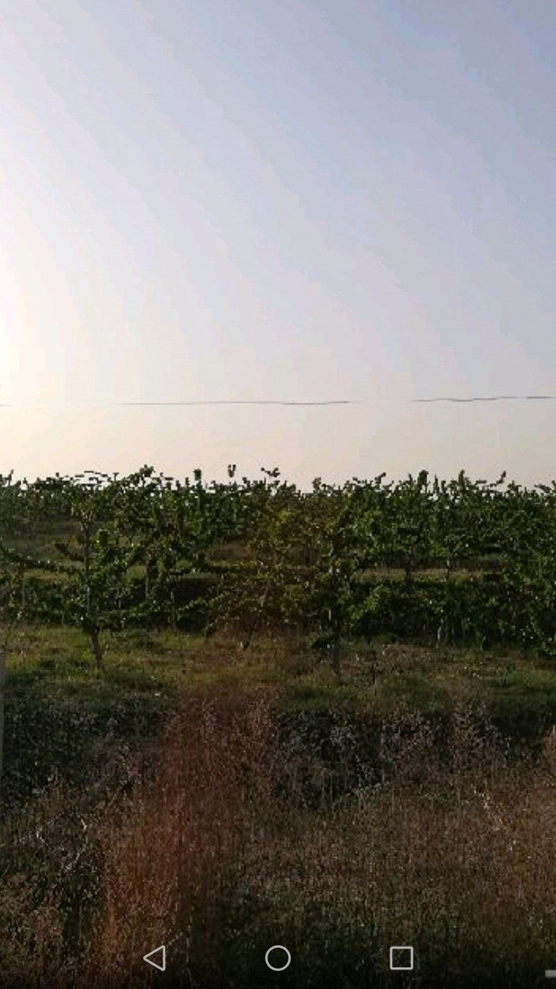 技术工（果树，绿化苗木嫁接修剪）