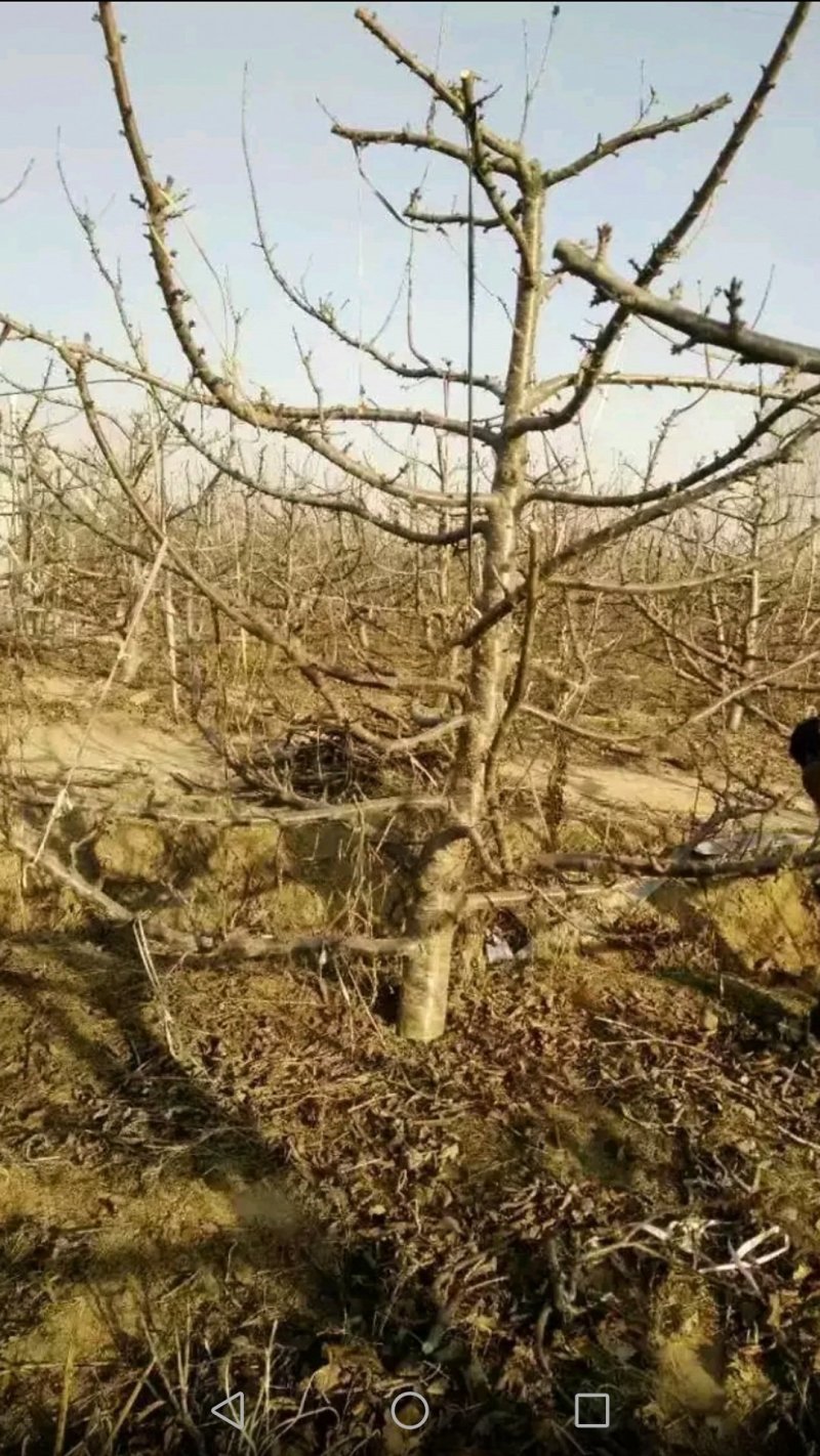 技术工（果树，绿化苗木嫁接修剪）