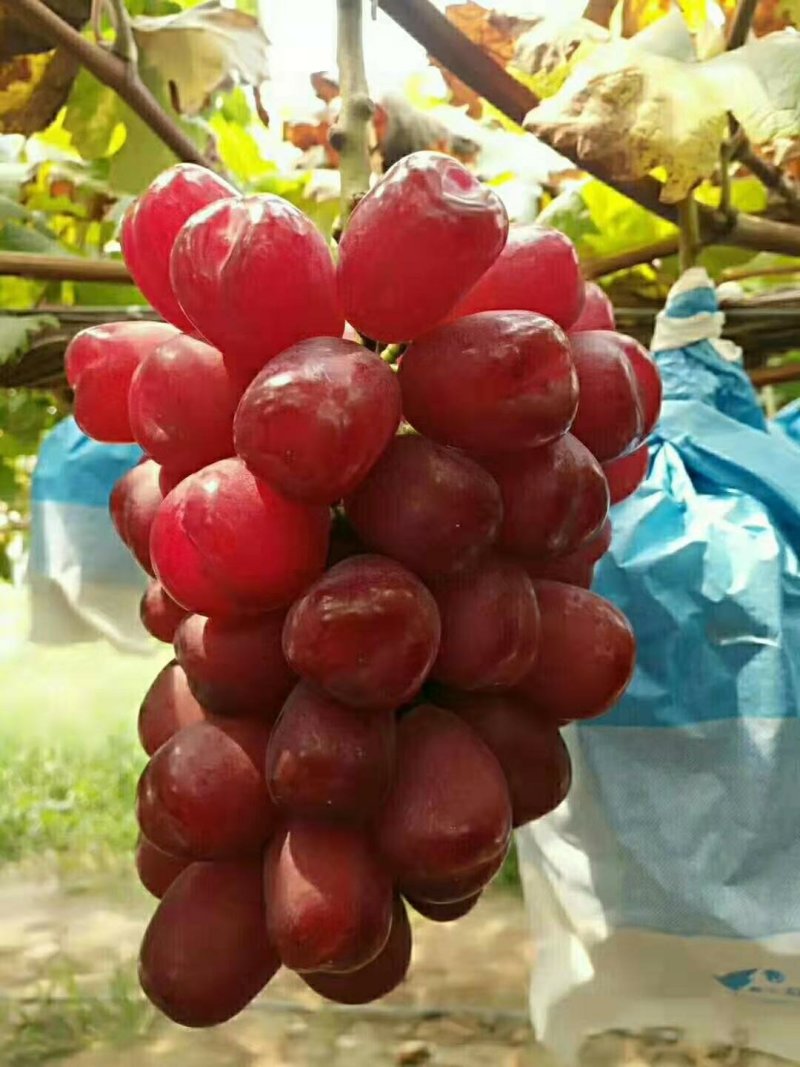 浪漫红颜葡萄苗，阳光玫瑰红色后代，葡萄苗基地