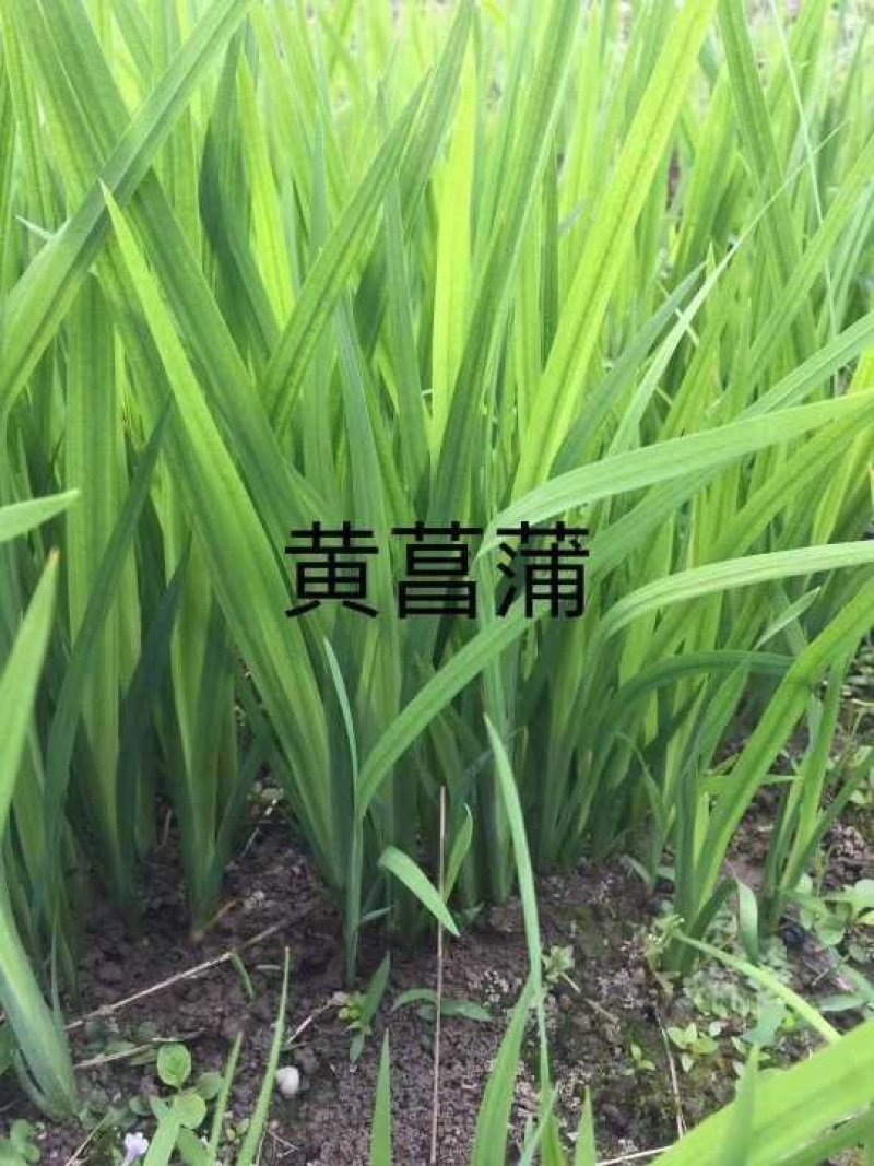 黄菖蒲黄花鸢尾基地直销