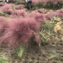 粉黛乱子草水生植物观赏草基地直销