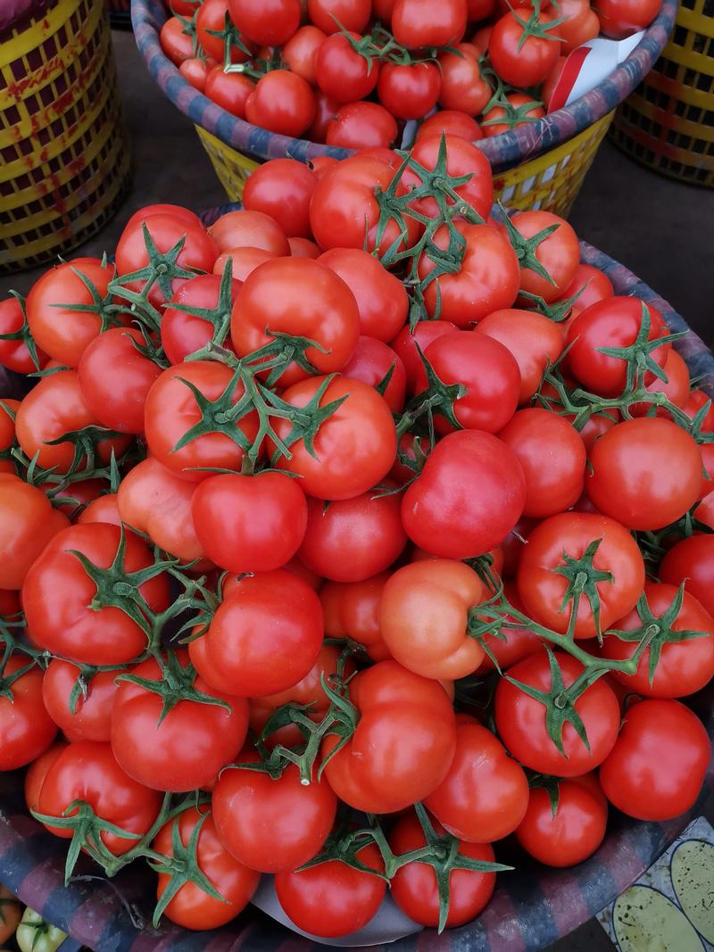 温州苍南西红柿