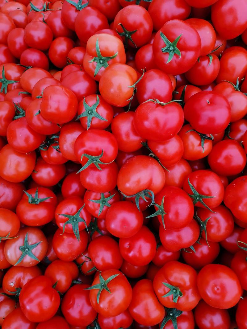 温州苍南西红柿