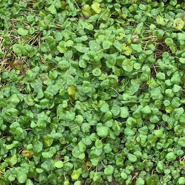 铜钱草香菇草马蹄金自产自销