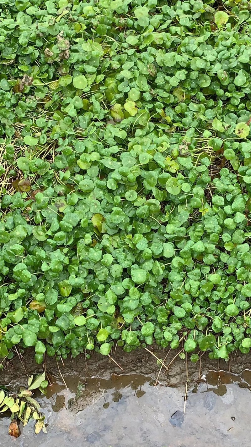 铜钱草香菇草马蹄金水生植物观赏草基地直销