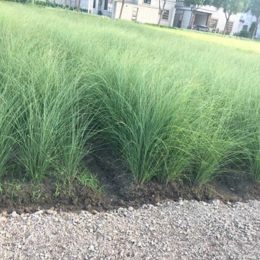 细叶芒水生植物观赏草基地直销