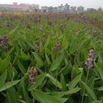 再力花水竹芋水生植物观赏草基地直销