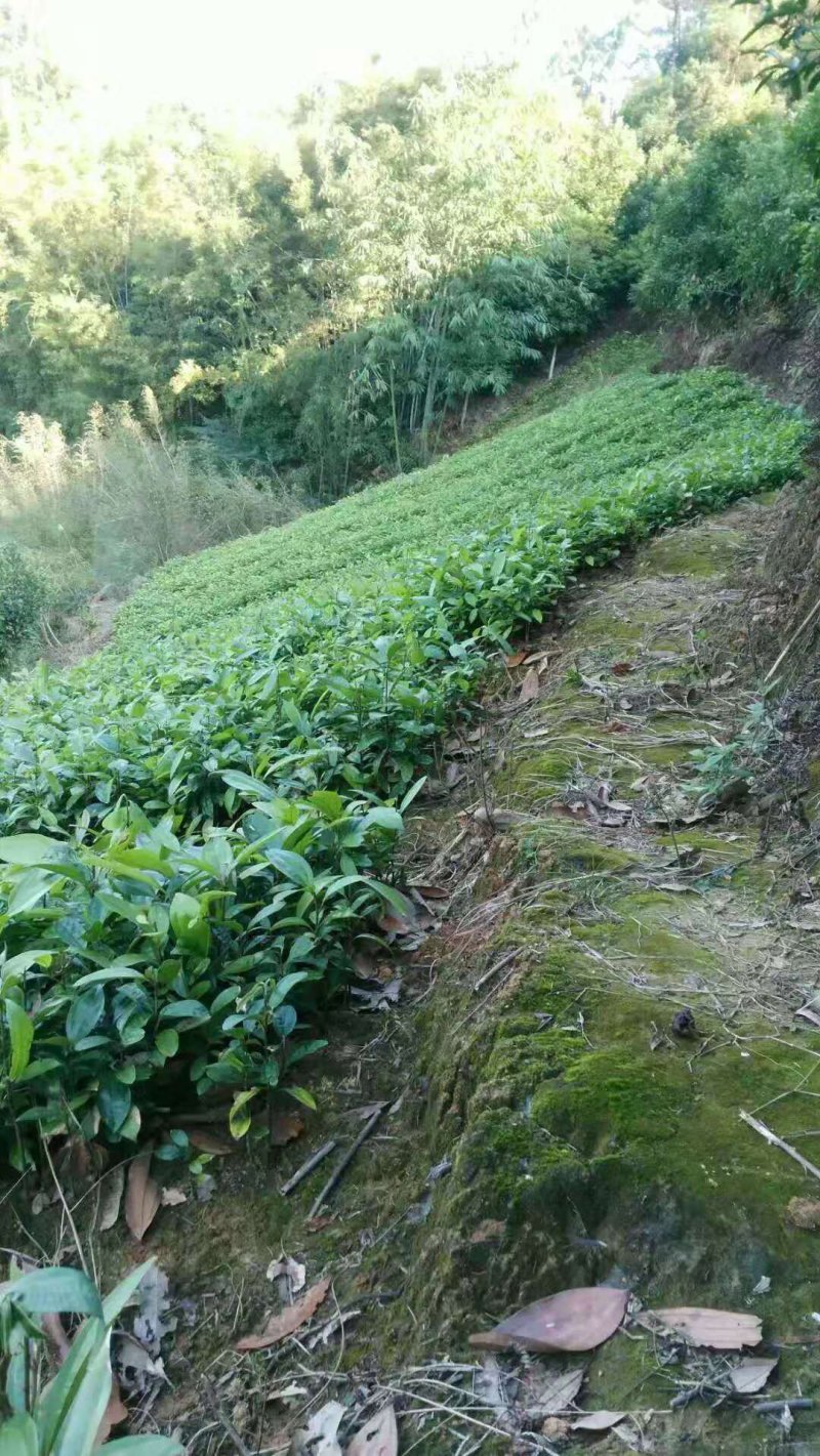 肉桂种子，玉桂种子，富贵树，桂皮种子（平南肉桂）