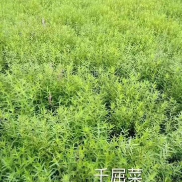 千屈菜水生植物观赏草基地直销