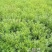 千屈菜水生植物观赏草基地直销