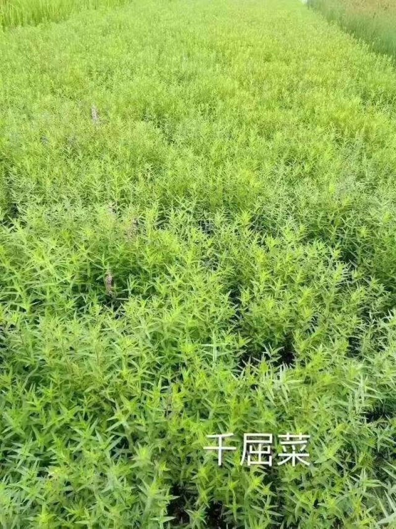 千屈菜水生植物观赏草基地直销