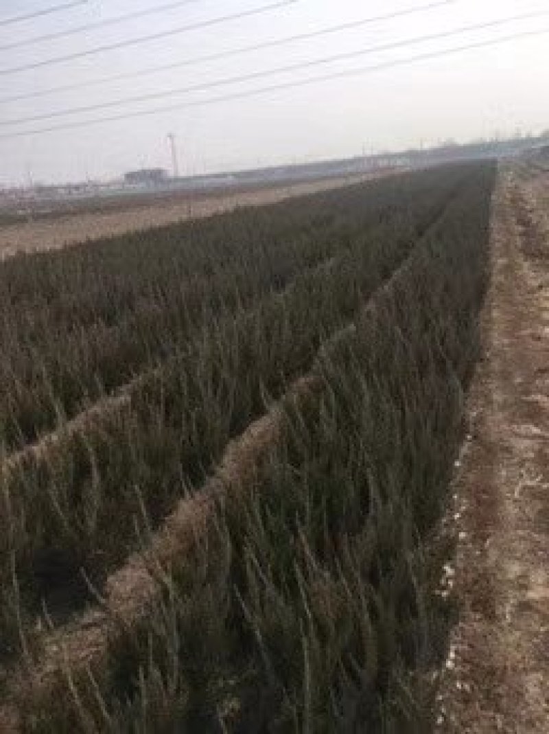 小龙柏各种规格都有，欢迎来电详谈