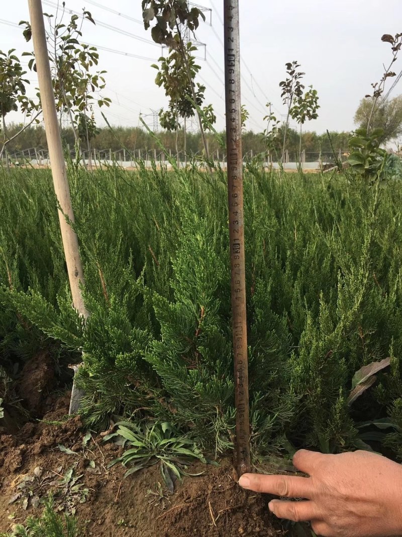 小龙柏各种规格都有，欢迎来电详谈