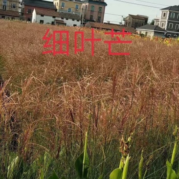 细叶芒水生植物观赏草基地直销