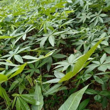 发财树