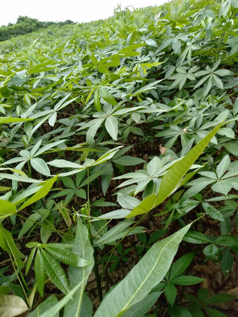 发财树