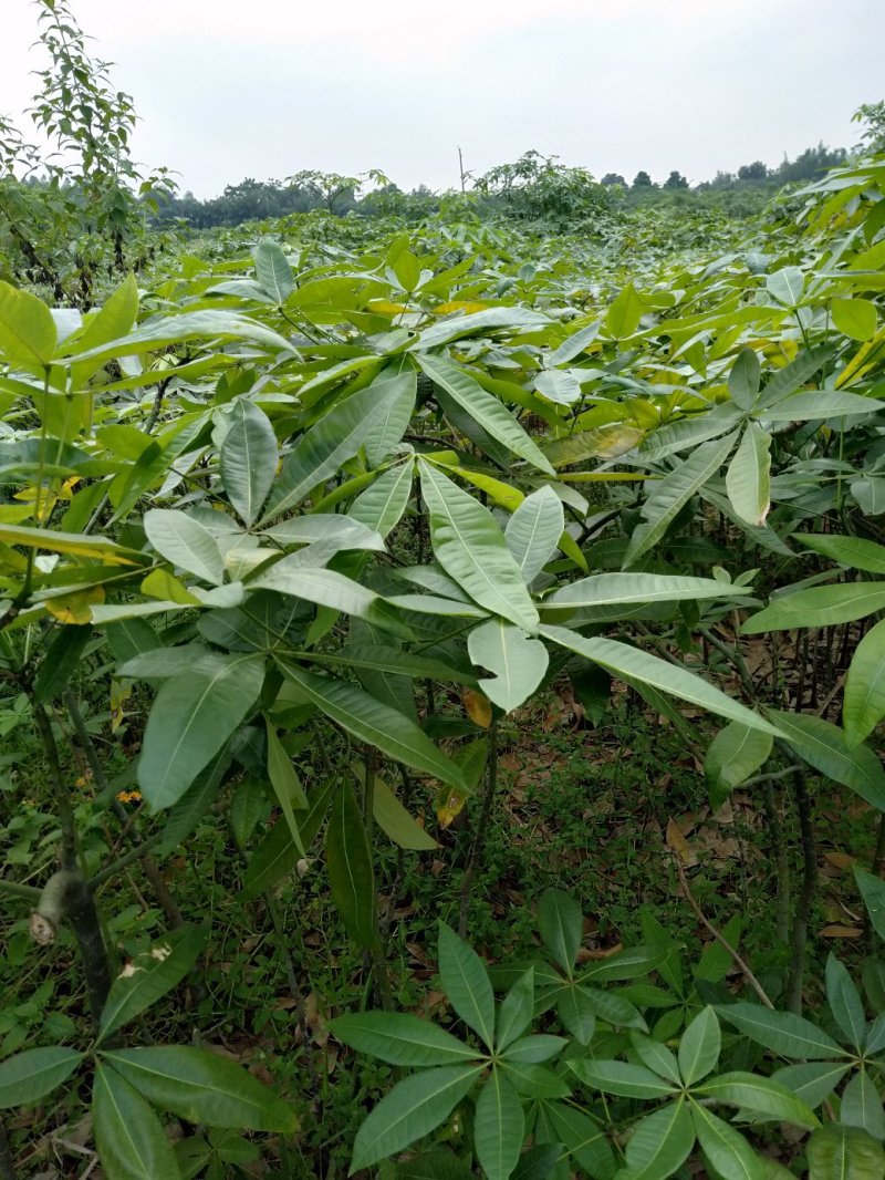 发财树