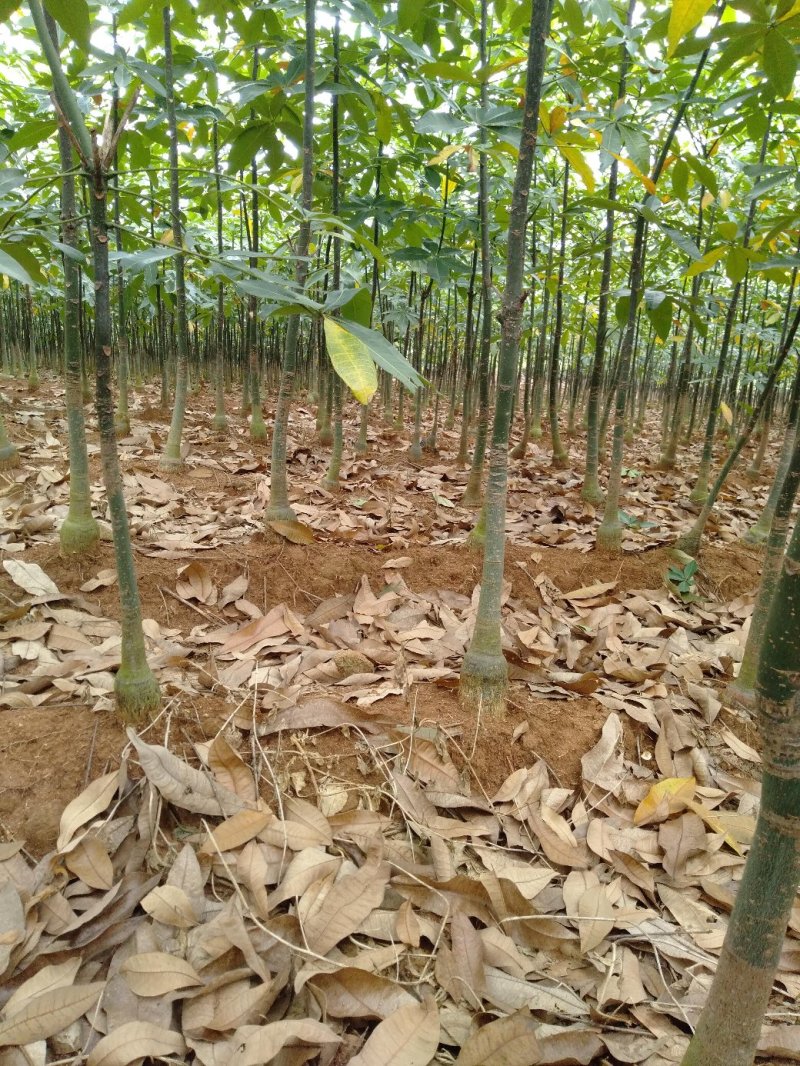 发财树