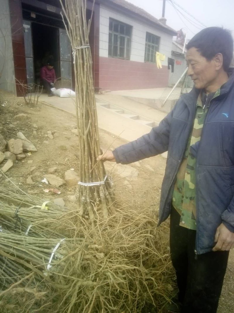 成品板栗苗栗子苗。大红袍板栗苗。包技术指导成品苗