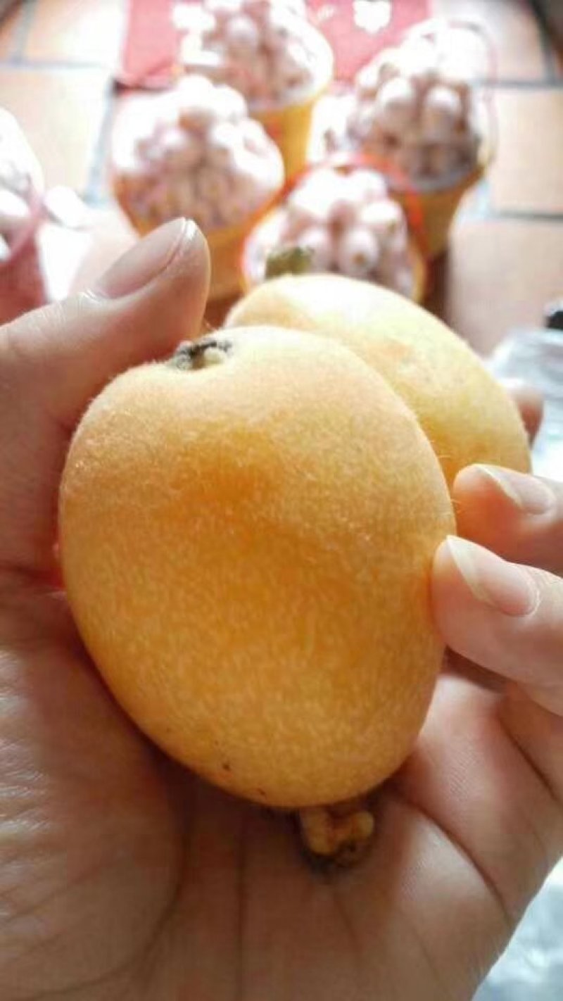 云霄枇杷