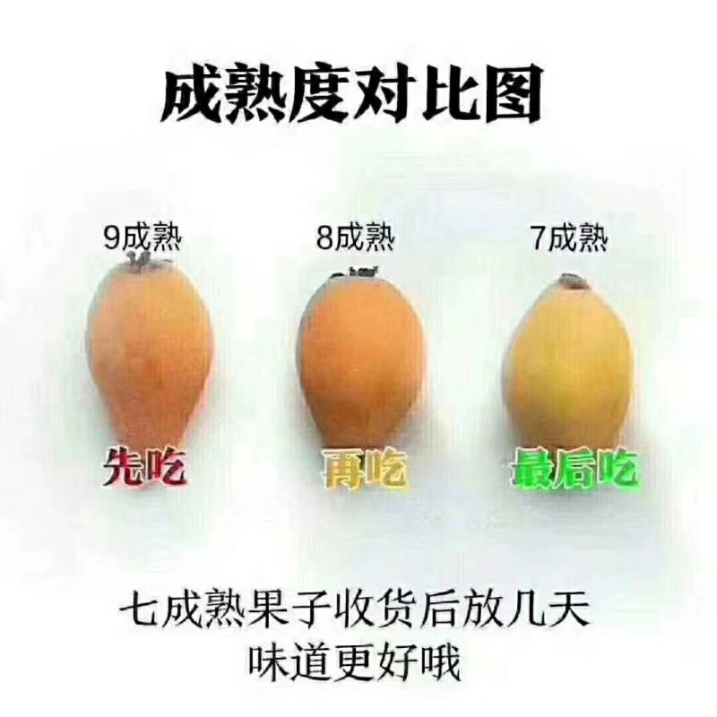 云霄枇杷