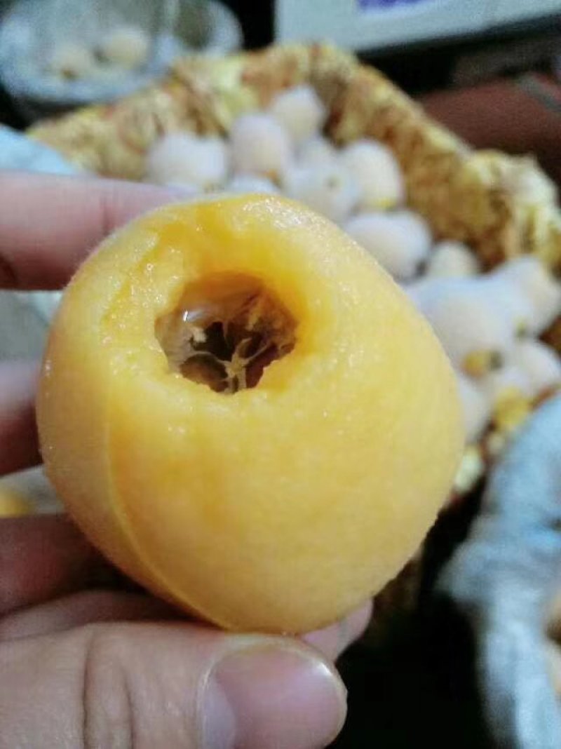 云霄枇杷