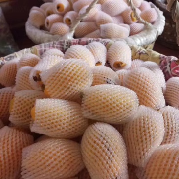 云霄枇杷