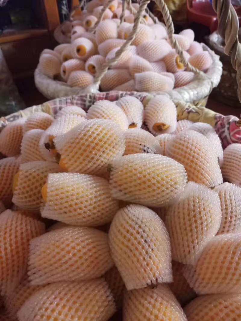 云霄枇杷