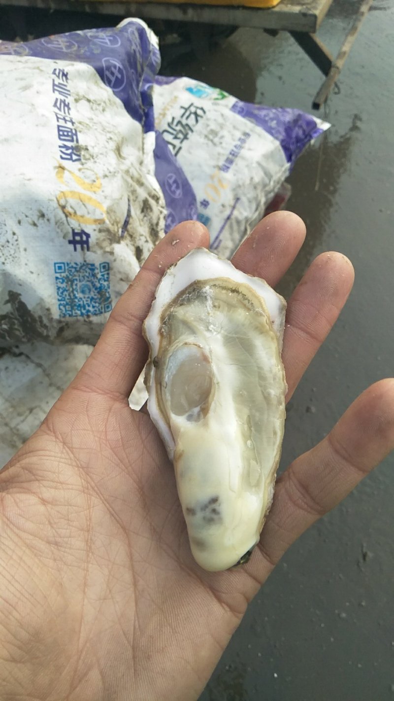 原产地生蚝