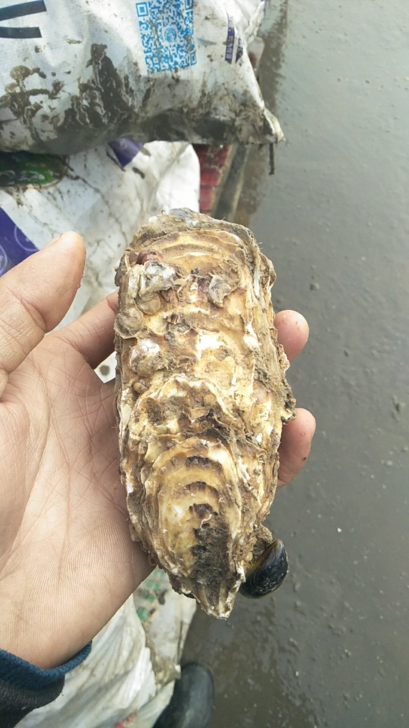 原产地生蚝