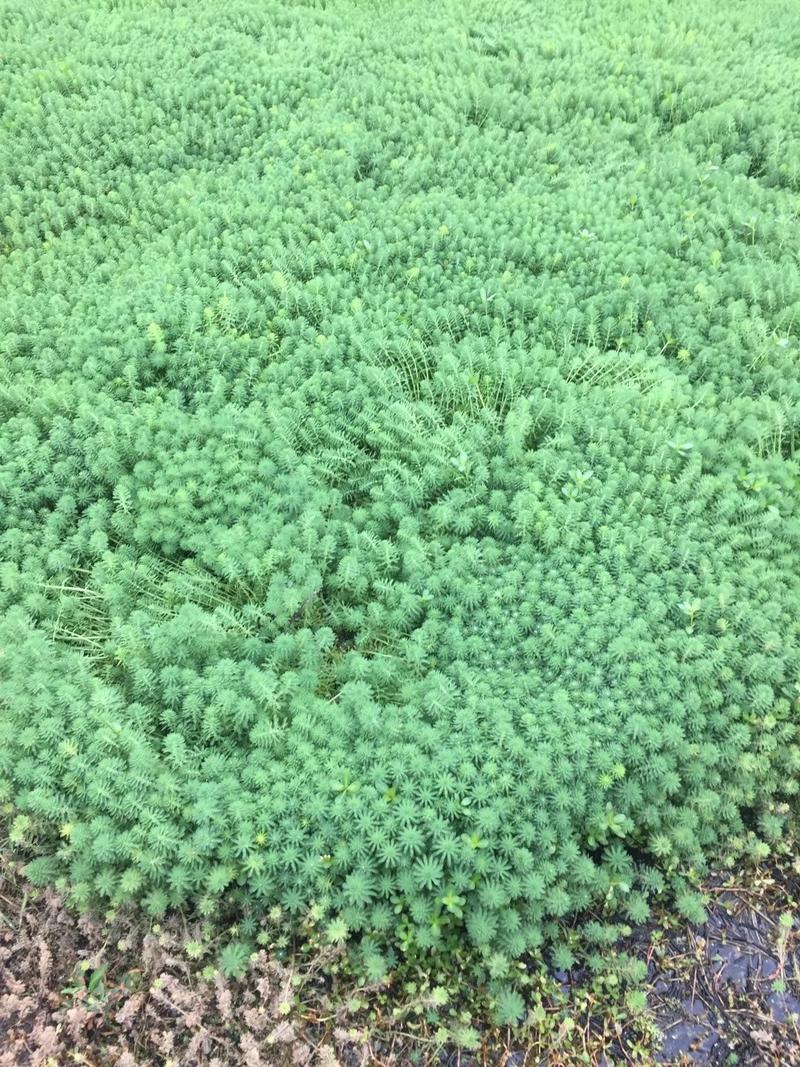 狐尾藻聚草水生植物观赏草基地直销