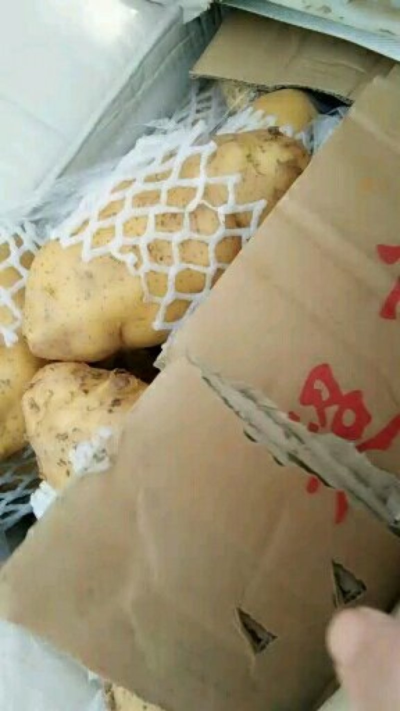 荷兰十五土豆大量上市。货源充足。价格不高。有需要的联系我