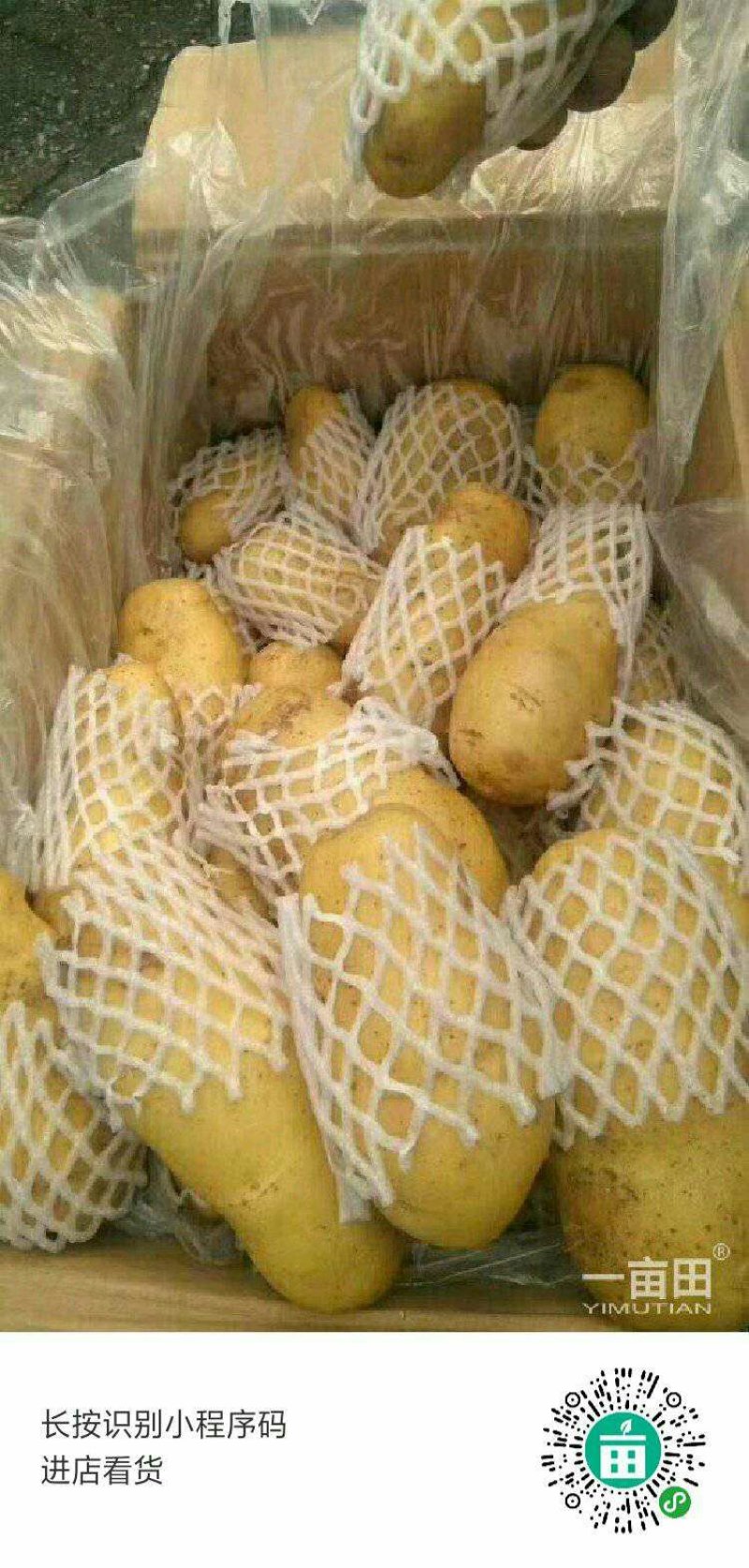 荷兰十五土豆大量上市。货源充足。价格不高。有需要的联系我