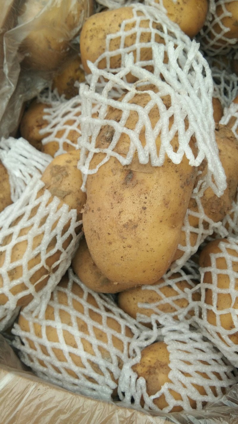 荷兰十五土豆大量上市。货源充足。价格不高。有需要的联系我