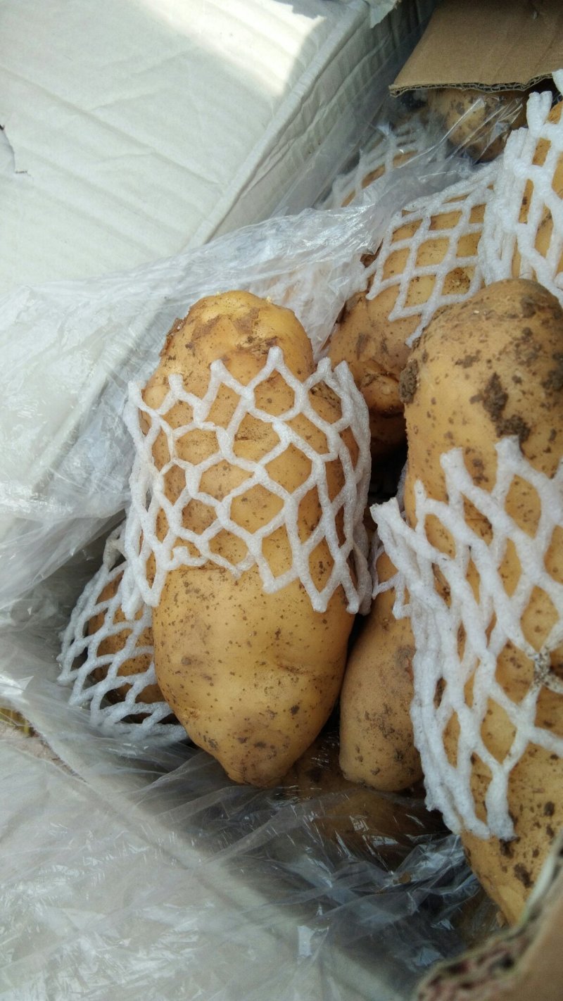 荷兰十五土豆大量上市。货源充足。价格不高。有需要的联系我