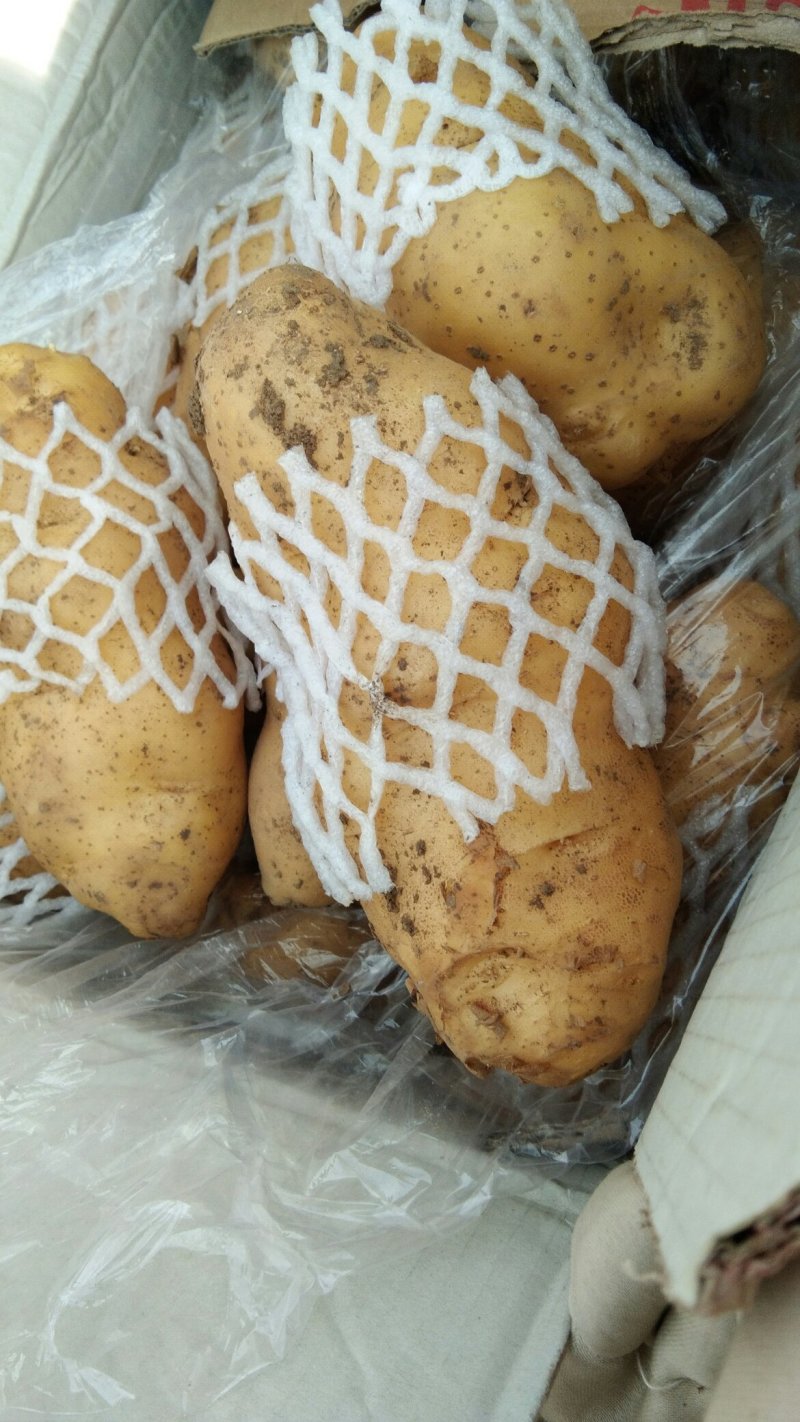 荷兰十五土豆大量上市。货源充足。价格不高。有需要的联系我