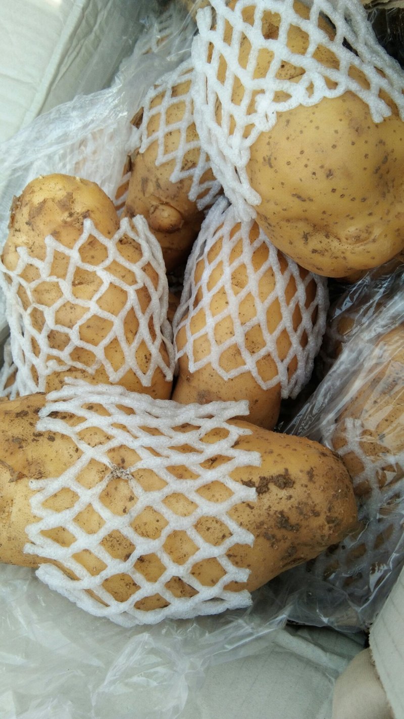 荷兰十五土豆大量上市。货源充足。价格不高。有需要的联系我