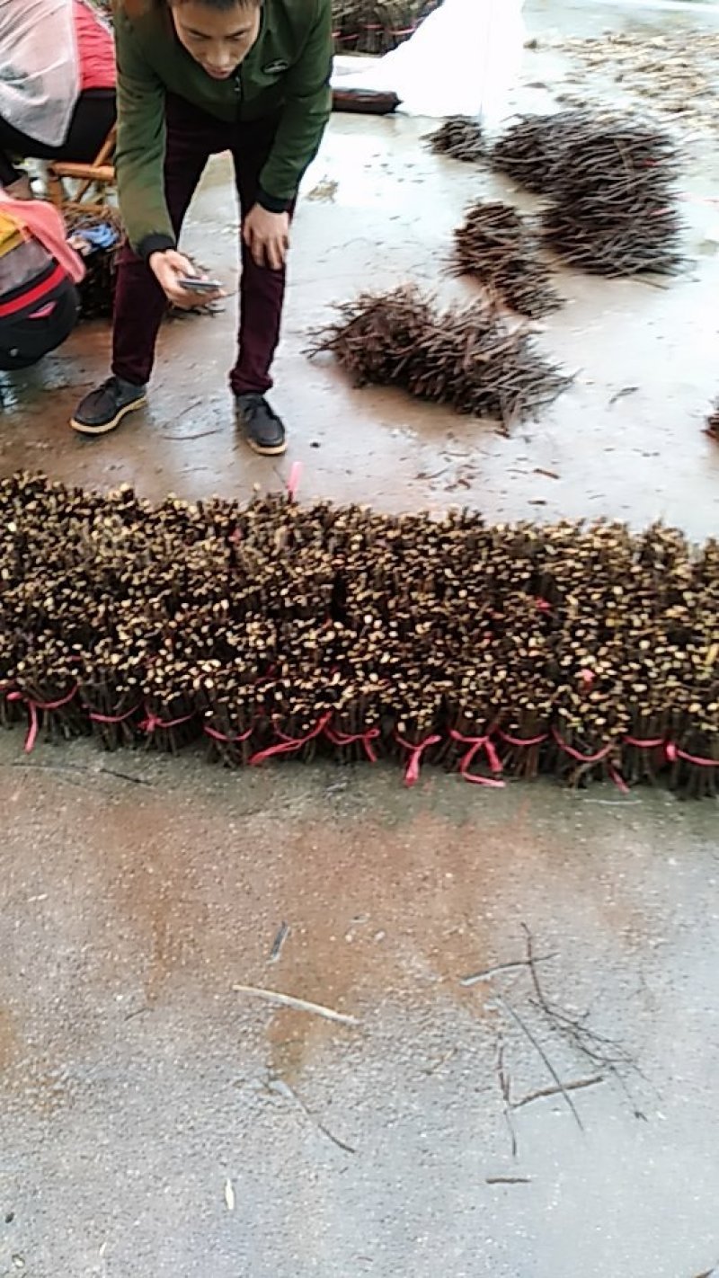 江西单叶蔓荆子枝条，水捻子枝条，长度可以定