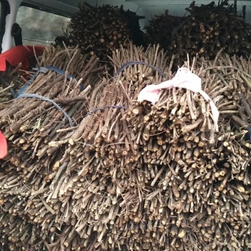 江西单叶蔓荆子枝条，水捻子枝条，长度可以定