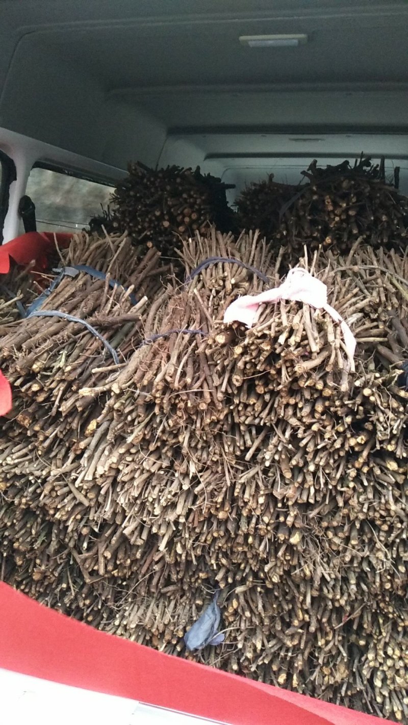 江西单叶蔓荆子枝条，水捻子枝条，长度可以定