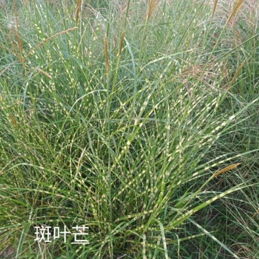 斑叶芒水生植物观赏草基地直销